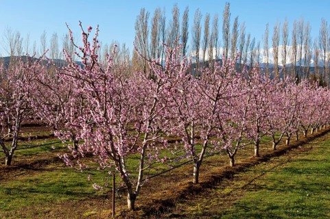 Blossoming Peach (Prunus persica) trees on a plantation
