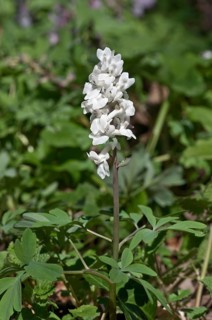 Flowering Corydalis (Corydalis cava)