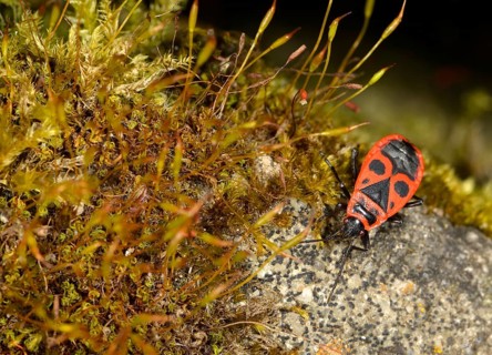 Common Fire Bug (Pyrrhocoris apterus)