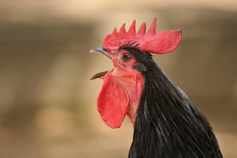Domestic Fowl (Gallus domesticus)