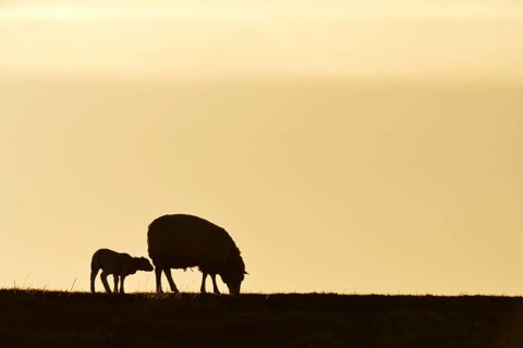 Texel sheep