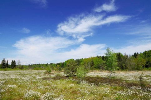 Flooded bog with blooming Hare's-tail Cottongrass
