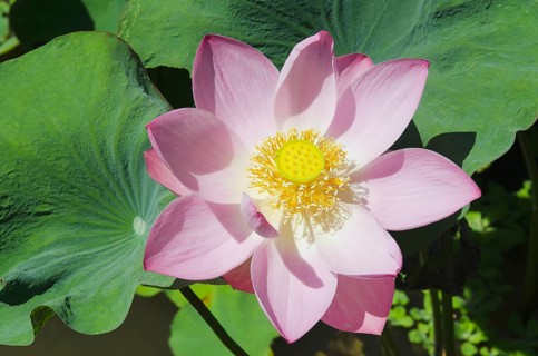 Lotus or Indian Lotus (Nelumbo nucifera)