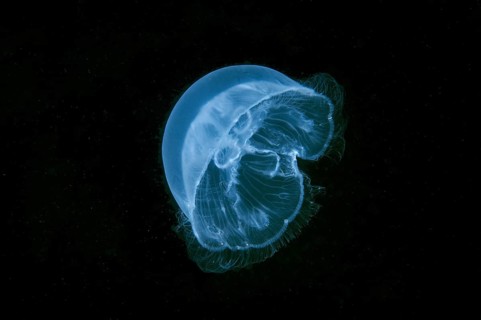 Moon Jellyfish