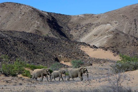 African elephants (Loxodonta africana)