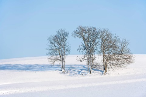 European Ash or Common Ash (Fraxinus excelsior) trees in the snow