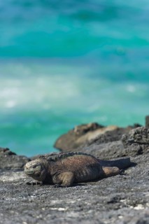 Marine Iguana (Amblyrhynchus cristatus)