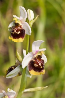 Late Spider-orchid (Ophrys holoserica)