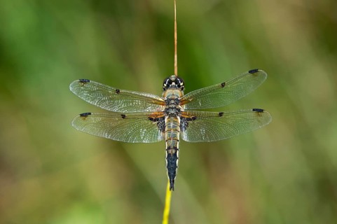 Four-spotted Chaser (Libellula quadrimaculata)