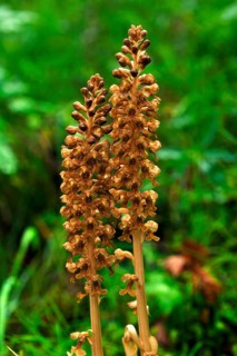 Bird's-nest Orchid (Neottia nidus-avis)