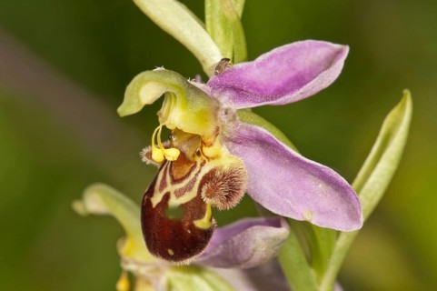 Bee Orchid (Ophrys apivera)