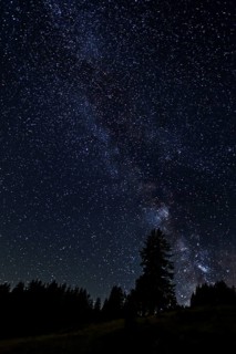 Starry sky with the Milky Way over a forest