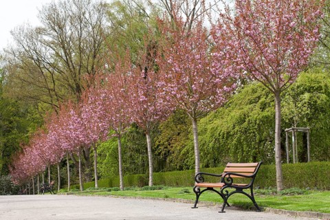Avenue with flowering Japanese cherry trees