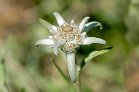 Edelweiss (Leontopodium alpinum Cass.)
