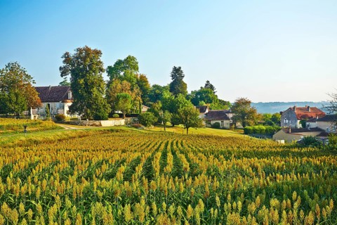 Corn field in front of a village