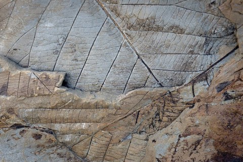 Fossils of deciduous leaves