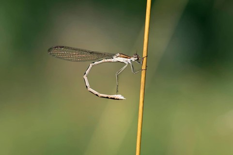 Common Winter Damselfly (Sympecma fusca)