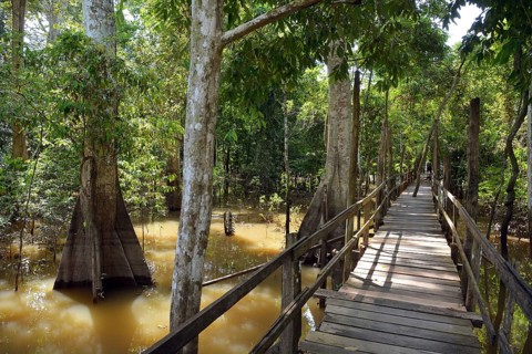 Boardwalk in the flooded forests of Varzea
