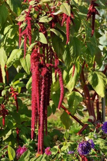 Foxtail Amaranth (Amaranthus caudatus)