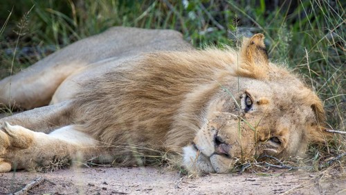 African Lion (Panthera leo)