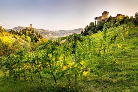 Vineyards in front of Rocca Manfrediana Fortress