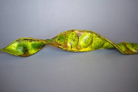 Twisted Cluster Bean or Stink Bean