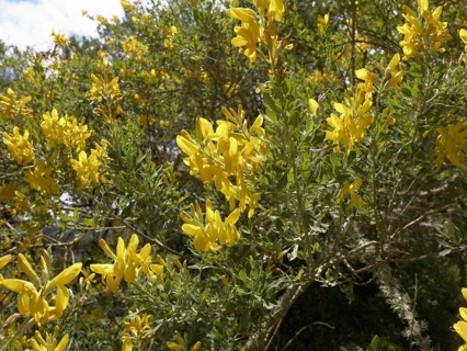 Teline or Canary Islands' Broom (Teline stenopetala ssp. pauciovulata)