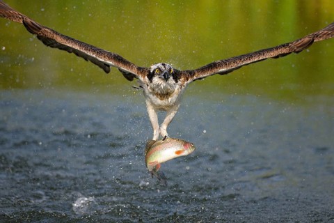 Osprey (Pandion haliaetus) in flight with a Rainbow Trout (Oncorhynchus mykiss) as prey