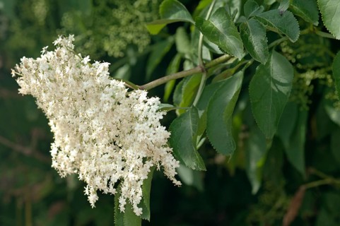 Inflorescence of Black Elder or Elderberry (Sambucus nigra)