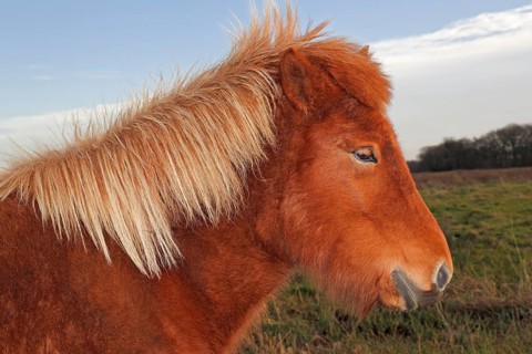 Iceland Horse