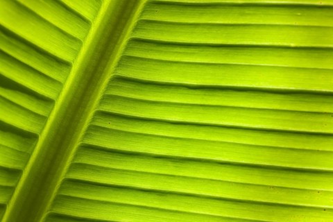 Banana (Musa sp.)