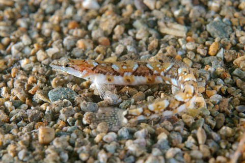 Pavlenkos snake bleonny (Lumpenopsis pavlenkoi Soldatov)