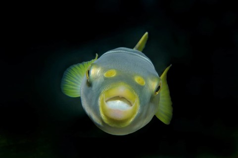 Striped puffer (Takifugu xanthopterus)