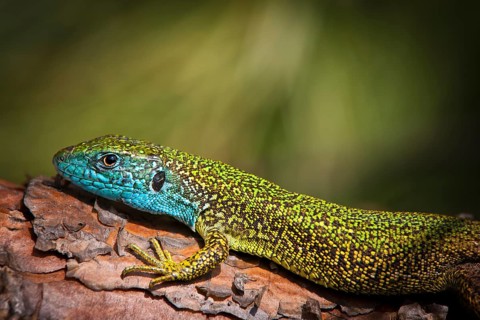 Eastern Green Lizard (Lacerta viridis)