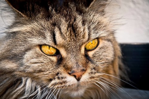 Norwegian Forest Cat