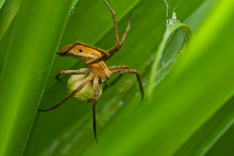 Nursery-web Spider (Pisaura mirabilis) with an egg sac