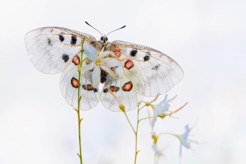 Apollo or Mountain Apollo (Parnassius apollo) butterfly sitting on a grass lily