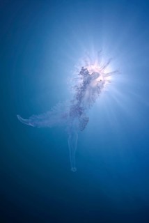 Jellyfish (Medusozoa sp.)
