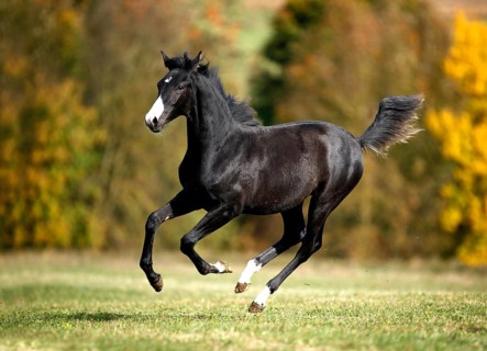 Black Wuerttemberg foal