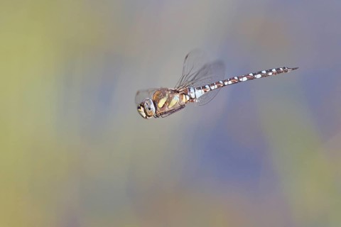Migrant Hawker (Aeshna mixta) in flight