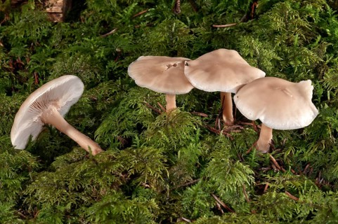 Oak-loving Collybia (Gymnopus dryophilus)