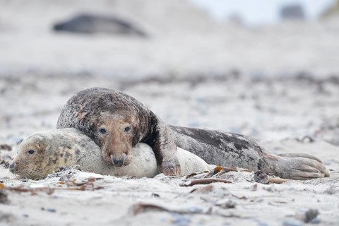 Grey seals (Halichoerus grypus) on the beach