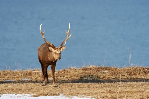 Hokkaido sika deer
