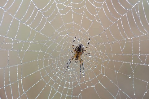 Garden Spider or Cross Orbweaver (Araneus diadematus) sitting on a net with morning dew