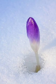 Purple Spring Crocus or Giant Crocus (Crocus vernus)