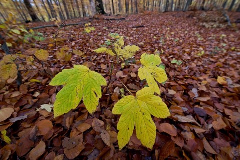Sycamore maple (Acer pseudoplatanus) seedling in an autumn forest