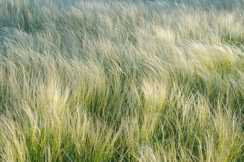 Feather grass or spear grass (Stipa sp.)