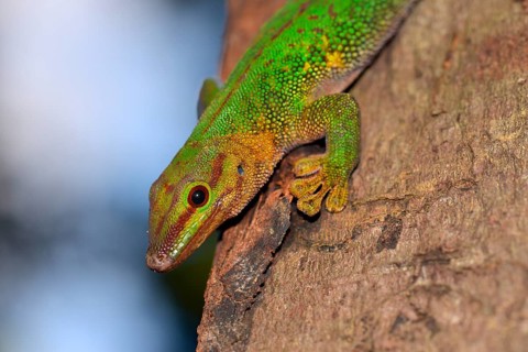 Boehme's Day Gecko (Phelsuma boehmi)