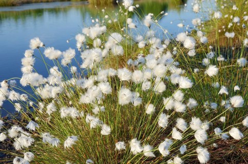 Cottongrass (Eriophorum sp.)