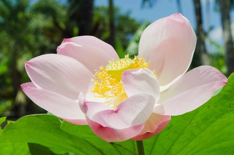 Lotus or Indian Lotus (Nelumbo nucifera)